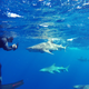 Illustration for article titled Fun with Sharkies